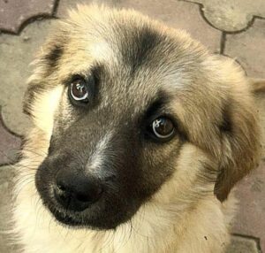 Image of a dog in the public shelter in Constanța waiting for adoption
