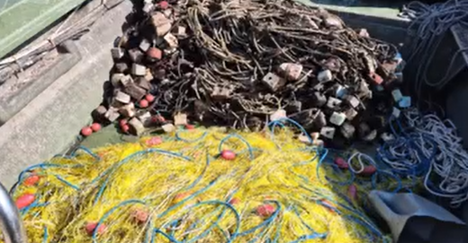 Braconaj de sturioni descoperit de inspectori în Delta Dunării