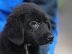 Imagine cu un câine din adăpostul public de animale abandonate din Constanța, disponibil pentru adopție