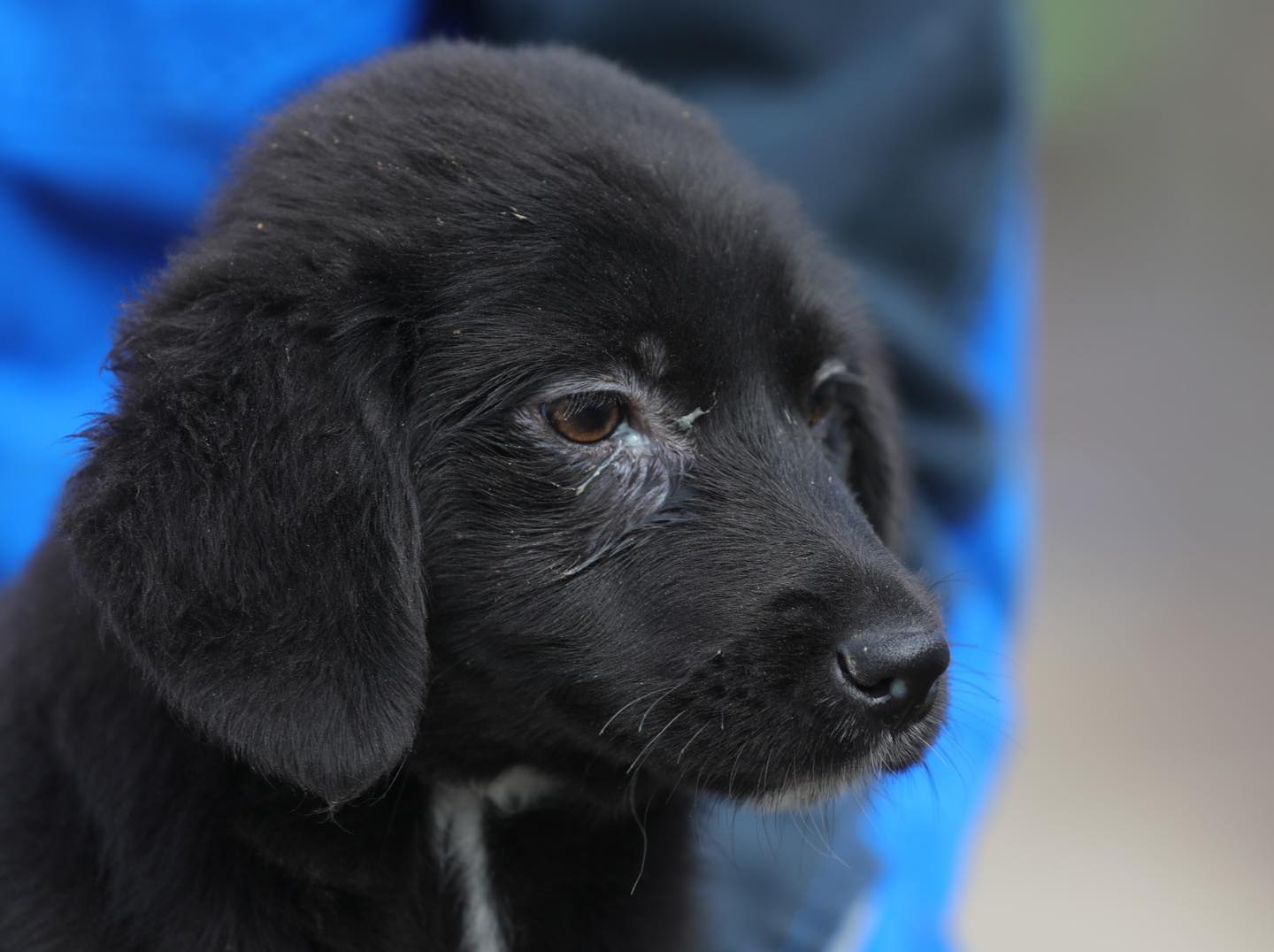 Imagine cu un câine din adăpostul public de animale abandonate din Constanța, disponibil pentru adopție