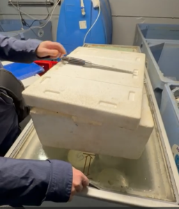 Control CJPC Constanța într-un depozit de pește unde au fost descoperite probleme grave de igienă