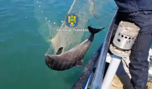 Delfin prins într-o plasă ilegală în Marea Neagră, în timpul intervenției polițiștilor de frontieră