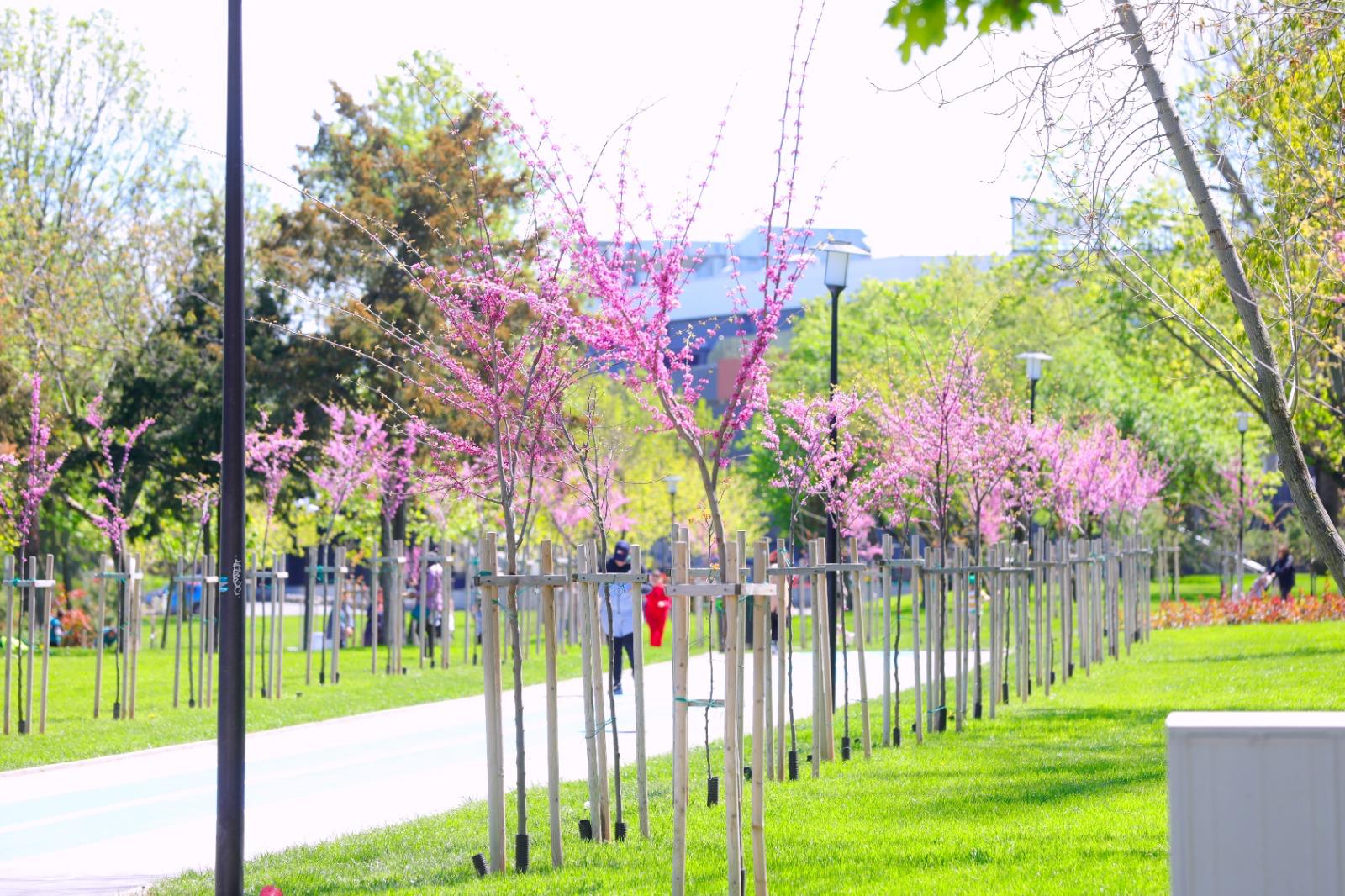 Arbori tineri plantați într-o zonă verde din Parcul Tăbăcărie Constanța